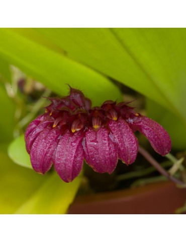 Bulbophyllum corolliferum en sphaigne