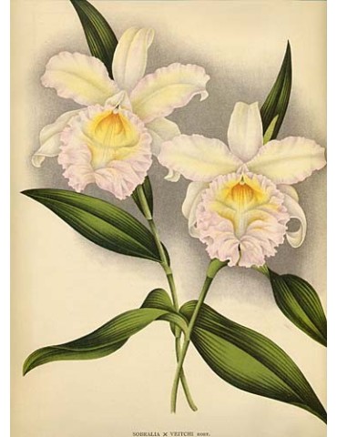 Sobralia Veitchii