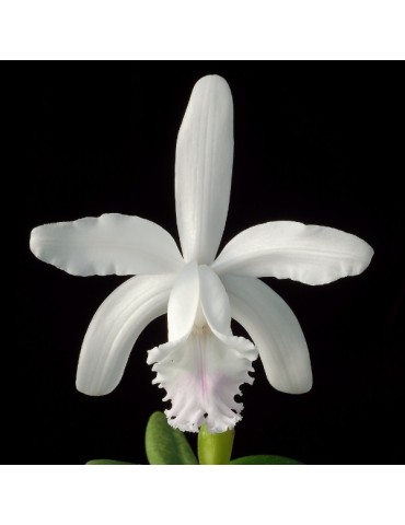 Cattleya intermedia var. semi-alba