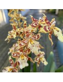 Oncidium Tiger Crow