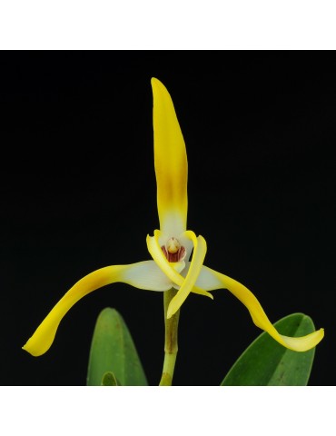 Maxillaria triloris