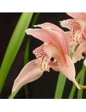 Cymbidium Forster Alcock