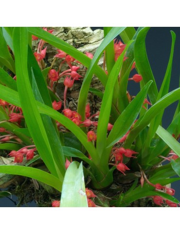 Maxillaria coccinea sur plaque