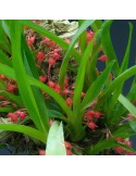 Maxillaria coccinea sur plaque