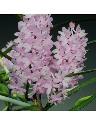 Ascocentrum christensonianum sur plaque