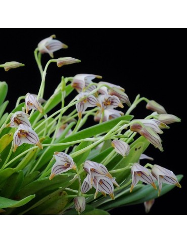 Masdevallia striatella sur plaque