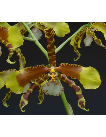 Rossioglossum Rawdon Jester