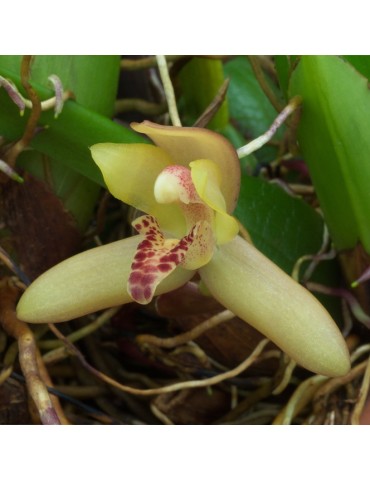 Maxillaria rufescens en sphaigne