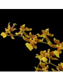 Oncidium sphacelatum