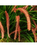 Dendrochilum wenzelii