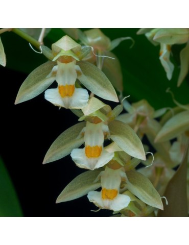 Chelonistele sulphurea en sphaigne