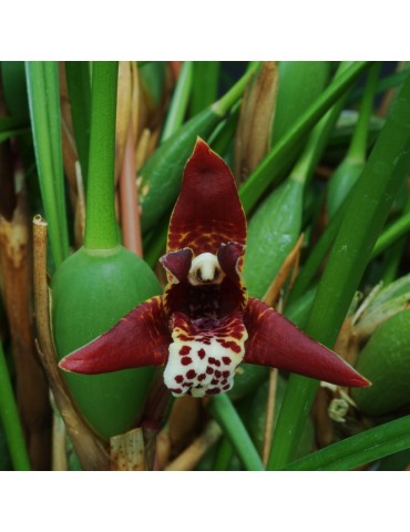 Maxillaria curtipes