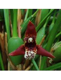 Maxillaria curtipes