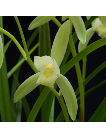 Cymbidium sinense var. album