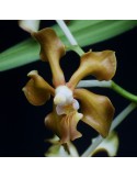 Vanda concolor