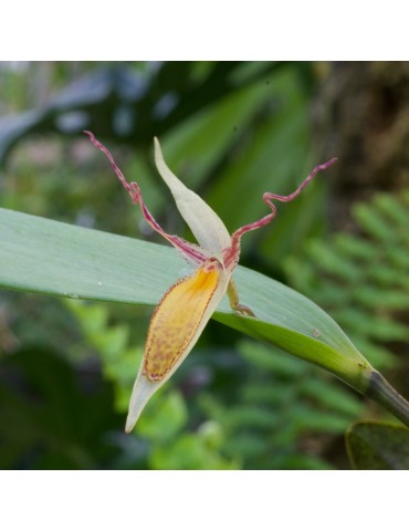 Pleurothallis nuda en sphaigne