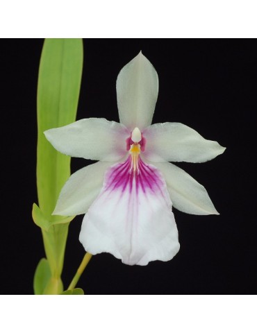 Miltonia spectabilis en sphaigne