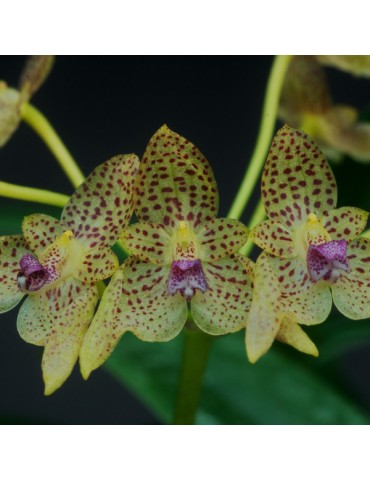 Bulbophyllum guttulatum en sphaigne