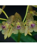 Bulbophyllum guttulatum