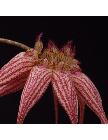 Bulbophyllum Elisabeth Ann 'Buckleburry' en sphaigne