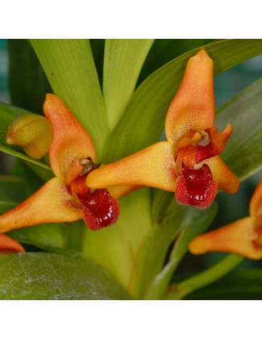 Maxillaria elatior