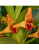 Maxillaria elatior, vente