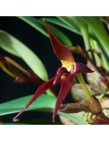 Bulbophyllum trigonosepalum sur plaque