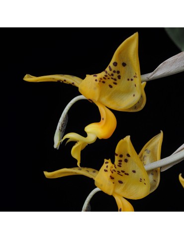 Stanhopea jenischiana en sphaigne