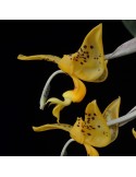 Stanhopea jenischiana