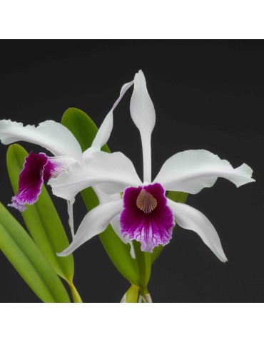 Laelia purpurata var werkhauseri x russelliana en sphaigne