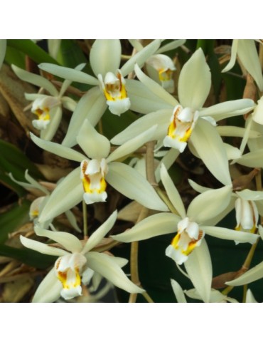 Coelogyne flaccida en sphaigne