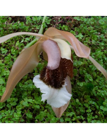 Coelogyne speciosa 'Saumon'