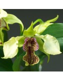 Dendrobium La Maripontaine