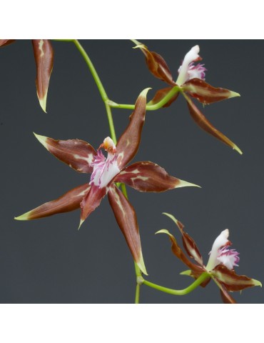 Odontoglossum cristatum