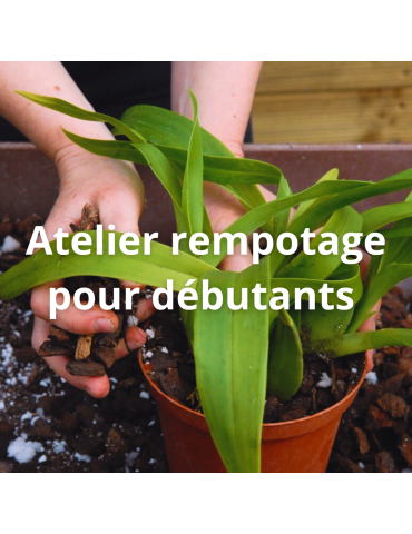 Atelier débutants Samedi 26 Avril 14h