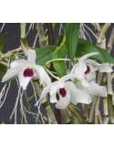 Dendrobium Cassiope