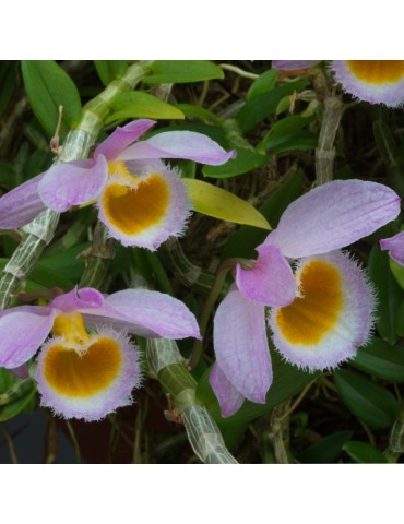 Dendrobium loddigesii