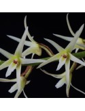 Eria javanica