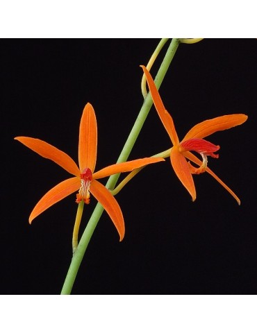 Laelia sanguiloba