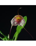 Masdevallia Enez Krenn