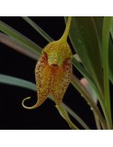 Masdevallia misasii