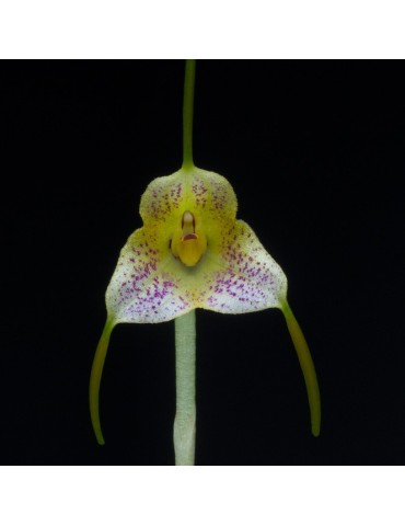 Masdevallia pandurilabia en sphaigne