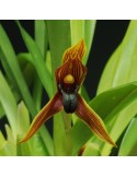 Maxillaria hematoglossa