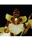 Odontoglossum (Bic-ross x rossii) x Hambühren Gold