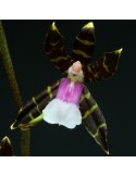 Oncidium reichenheimii