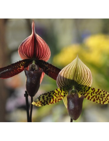 Paphiopedilum Myrtille et Framboise