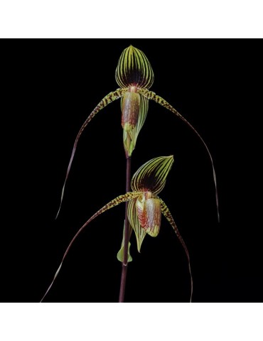 Paphiopedilum Wössner Black Wings