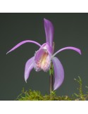 Pleione Tolima