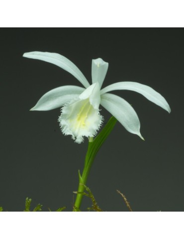 Pleione formosana ‘Snowcap’