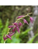 Pleurothallis tuerckheimii